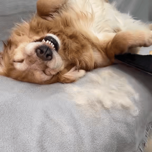 Pet Hair Remover Glove