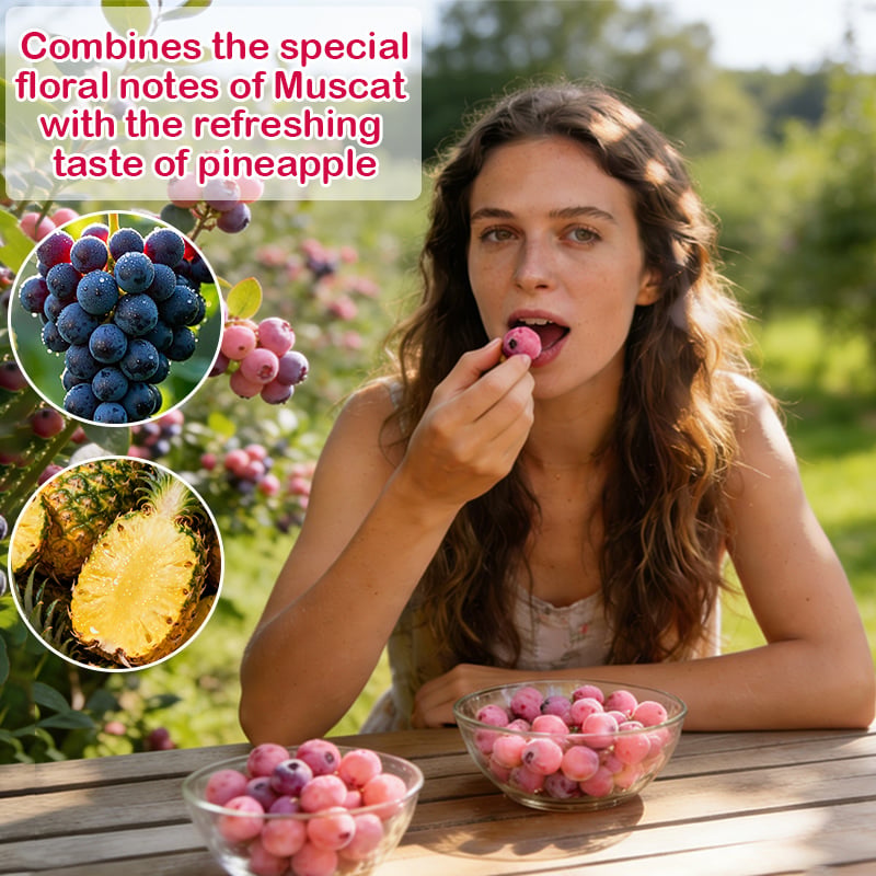 💟Premium Pink Blueberry Seeds